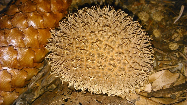 prášnica tmavá Lycoperdon nigrescens Wahlenb.