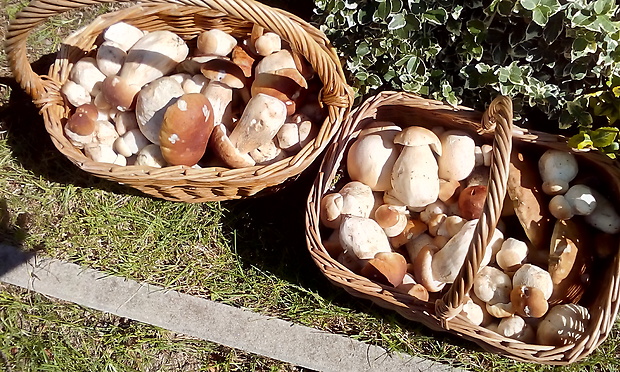 hríb smrekový Boletus edulis Bull.