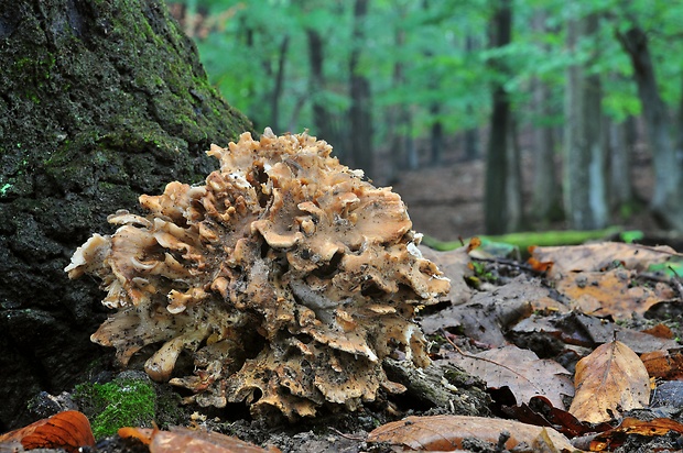 trsovnica lupeňovitá Grifola frondosa (Dicks.) Gray