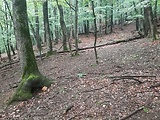 trsovnica lupeňovitá - biotop