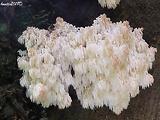 koralovec jedľový