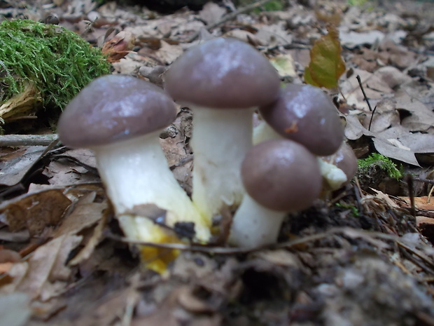 sliziak mazľavý Gomphidius glutinosus (Schaeff.) Fr.