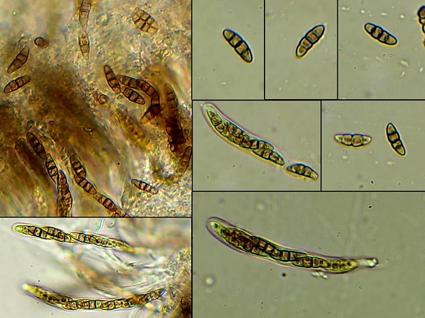 drobnosférka Paraconiothyrium fuckelii (Sacc.) Verkley & Gruyter