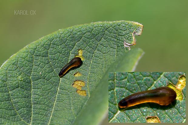 piliarka čerešňová Caliroa cerasi (larva)