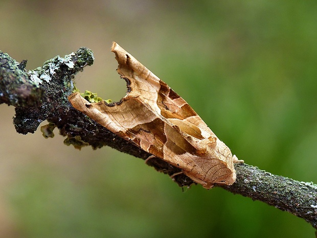 sivkavec mramorovaný Phlogophora meticulosa