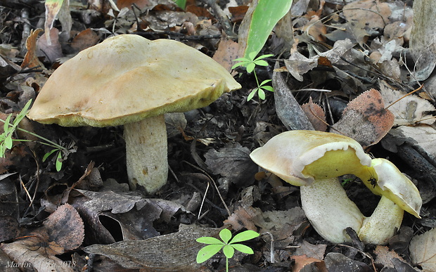 hríb plavý Hemileccinum impolitum (Fr.) Šutara