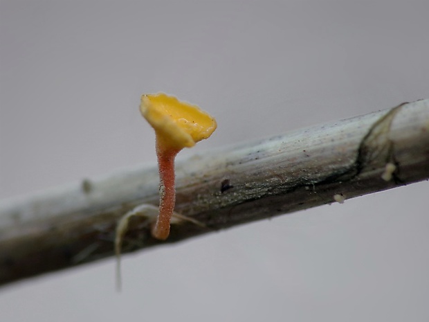 čiašočka byľová Hymenoscyphus herbarum (Pers.) Dennis