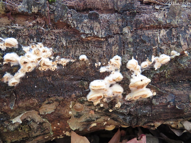 hlivník hniezdovitý Phyllotopsis nidulans (Pers.) Singer