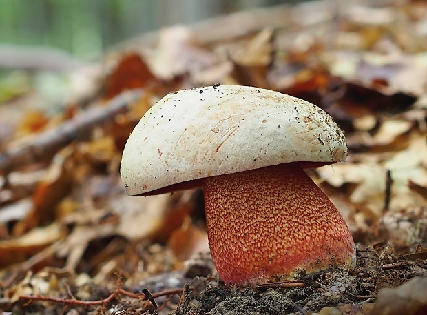 hríb purpurový Rubroboletus rhodoxanthus Kuan Zhao &amp; Zhu L. Yang