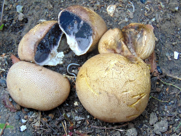 pestrec obyčajný Scleroderma citrinum Pers.
