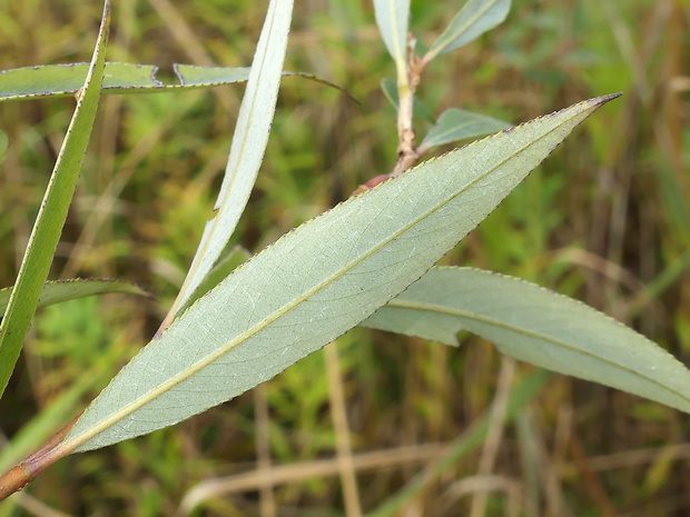 vŕba biela Salix alba L.