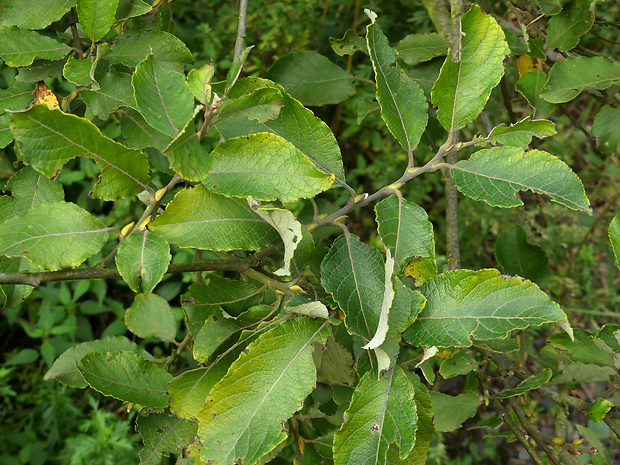 vŕba rakyta Salix caprea L.