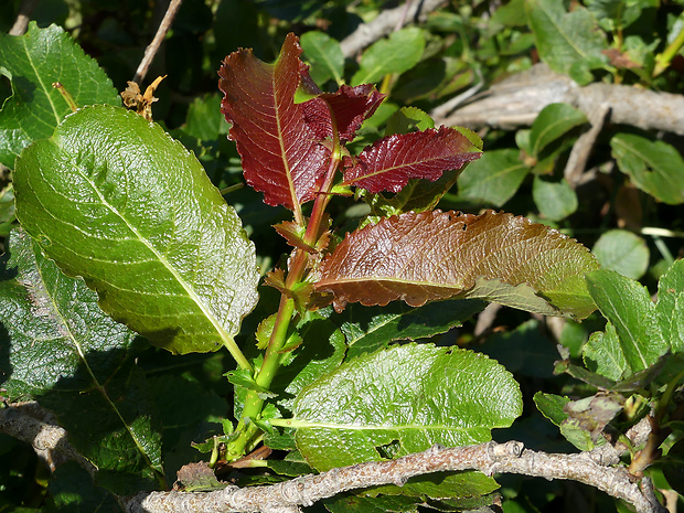 vŕba sliezska Salix silesiaca  Willd.
