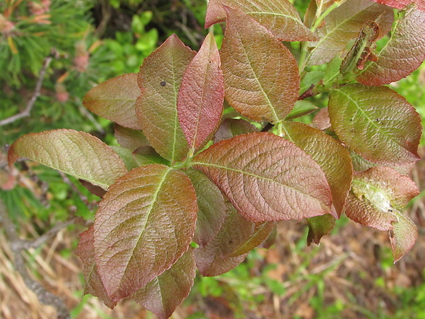 vŕba Salix x chlorophana Andersson
