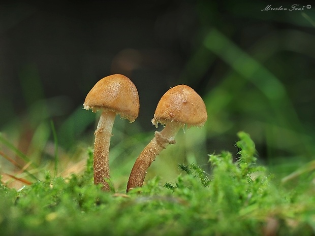 zrnivka okrová Cystoderma amianthinum (Scop.) Fayod