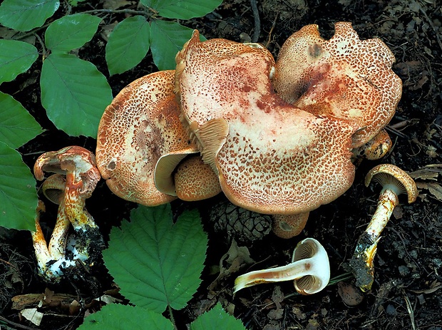 pavučinovec červenošupinatý Cortinarius bolaris (Pers.) Fr.