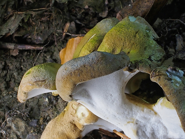 krásnopórovec zelenohnedý Laeticutis cristata (Schaeff.) Audet