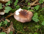 plávka