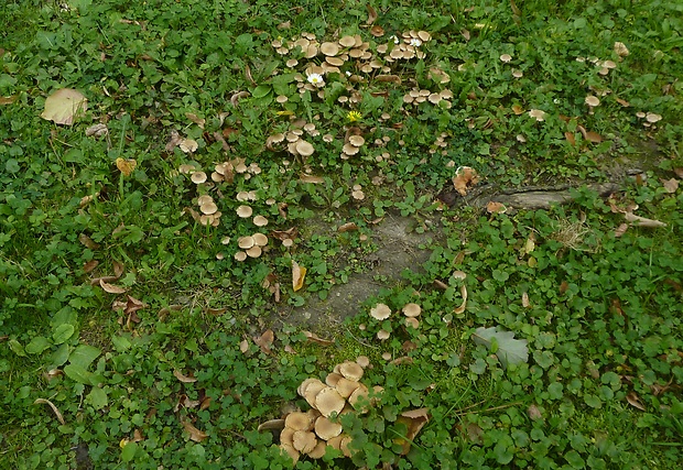 šupinovka gumová Pholiota gummosa (Lasch) Singer