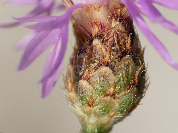 nevädzník Centaurea glaberrima