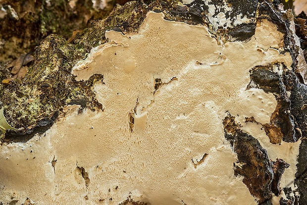 ostropórovec topoľový Oxyporus populinus (Schumach.) Donk