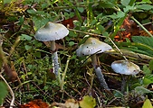 golierovka belavomodrastá