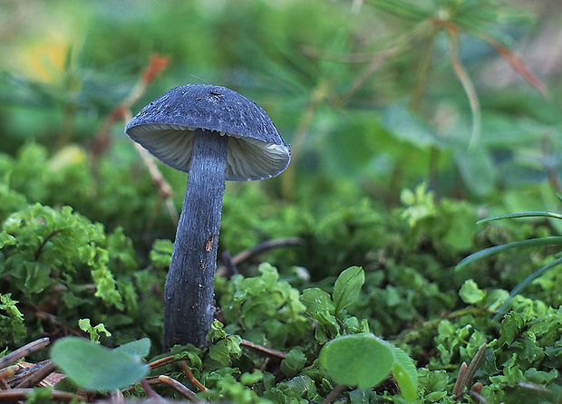 hodvábnica lesklá Entocybe nitida (Quél.) T.J. Baroni, Largent & V. Hofst.