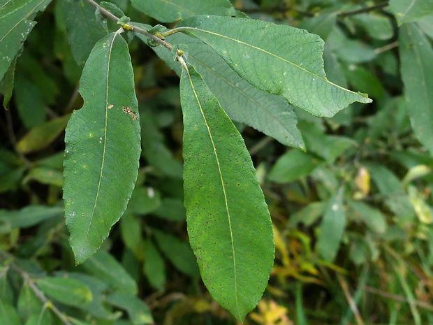 vrba Salix cinerea