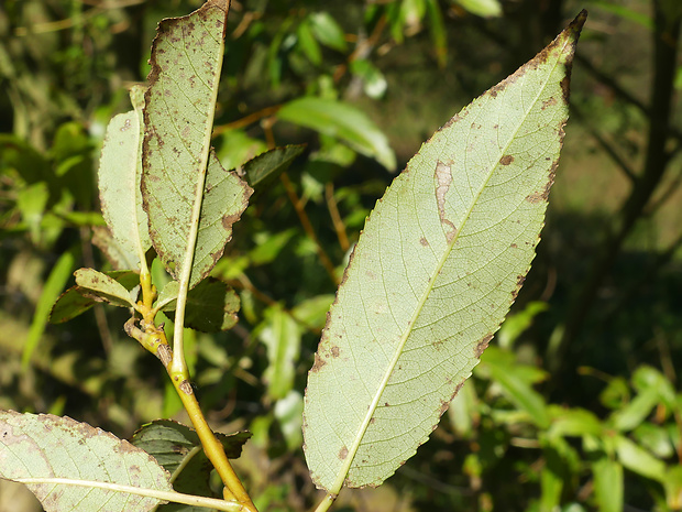 vŕba krehká Salix euxina I.V.Belyaeva