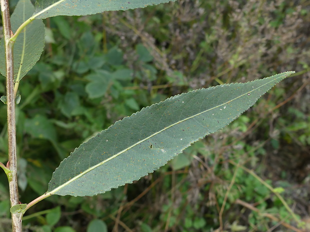vrba Salix x alopecuroides Tausch