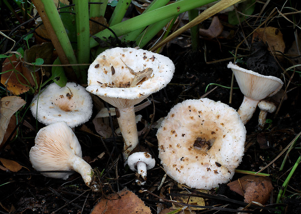 rýdzik škótsky Lactarius scoticus Berk. & Broome