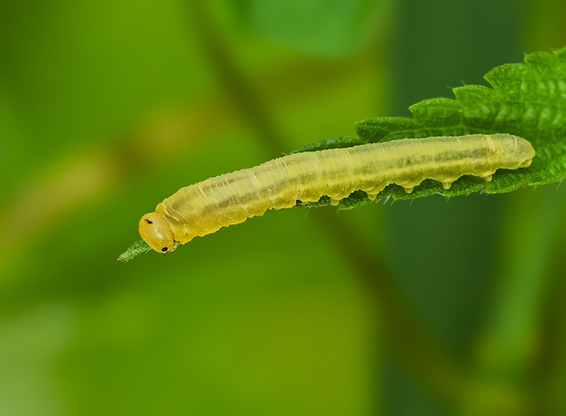 larva Tenthredinidae larvae