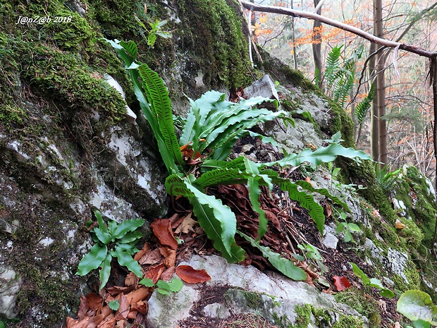 jazyk jelení Phyllitis scolopendrium (L.) Newman