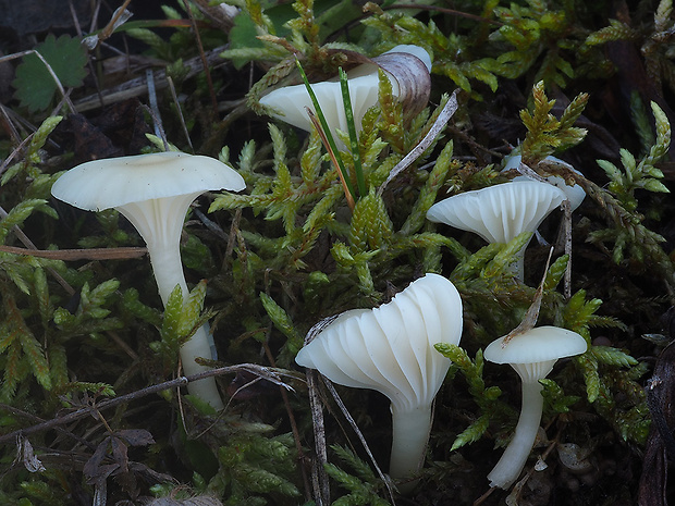lúčnica snehobiela Cuphophyllus virgineus (Wulfen) Kovalenko