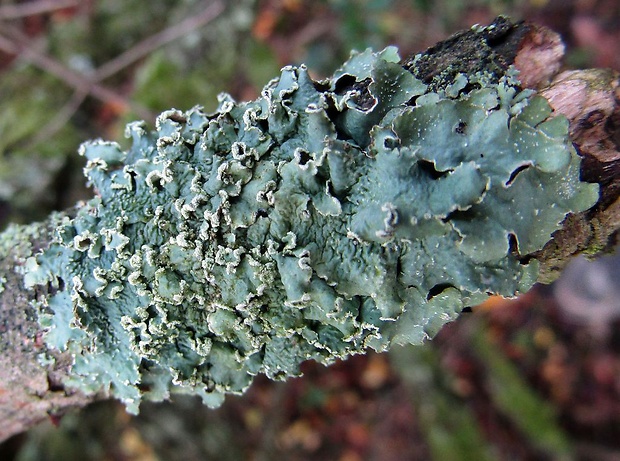 diskovka zelenožltá Flavopunctelia flaventior (Stirt.) Hale