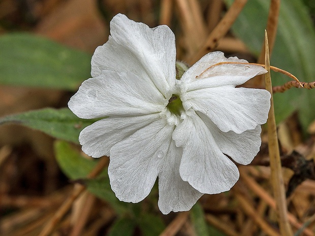 silenka biela pravá Silene cf. latifolia subsp. alba (Mill.) Greuter et Burdet