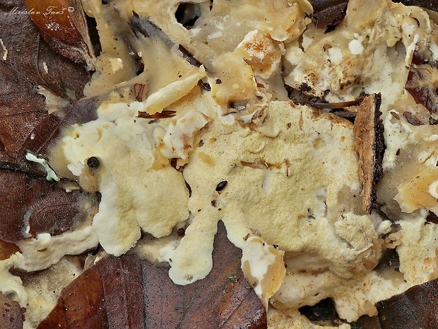 ponorenec Trichoderma sp.