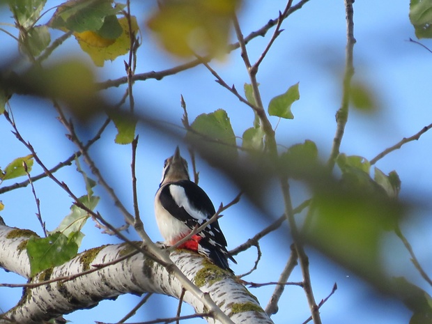 ďateľ veľký  Dendrocopos major