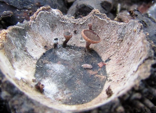 terčovka čiašková Lanzia echinophila (Bull.) Korf