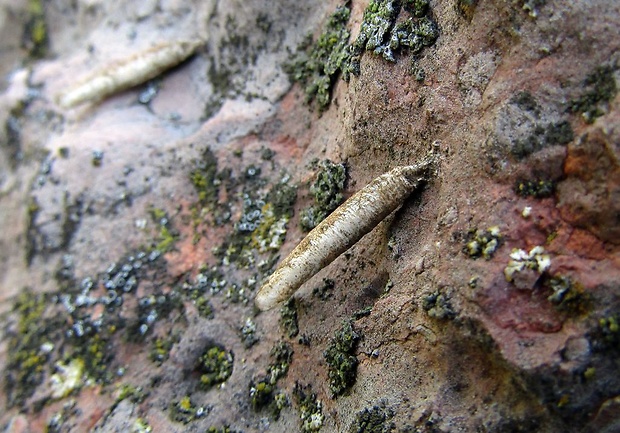 rúrkovček (sk), pouzdrovníček (cz) Coleophora sp.