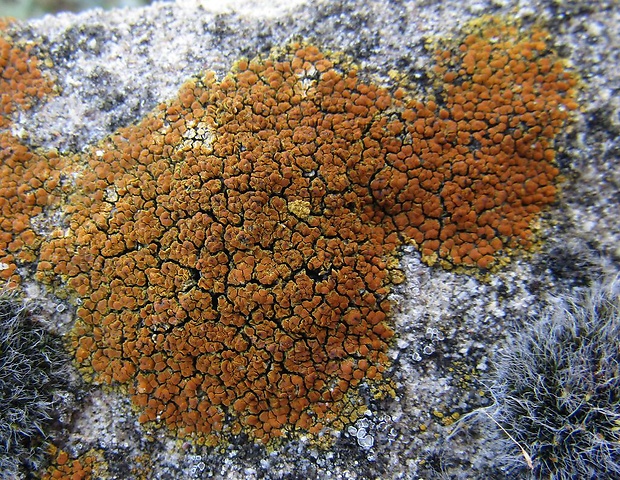 krásnica Variospora dolomiticola (Hue) Arup, Søchting & Frödén