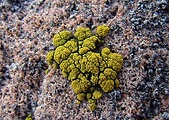 svietivček koralovitý