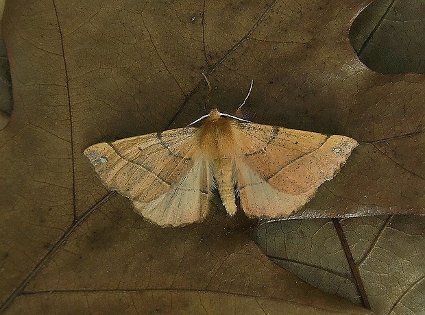 listnatka neskorá   /   zejkovec pozdní  Colotois pennaria ♂ Linnaeus, 1761