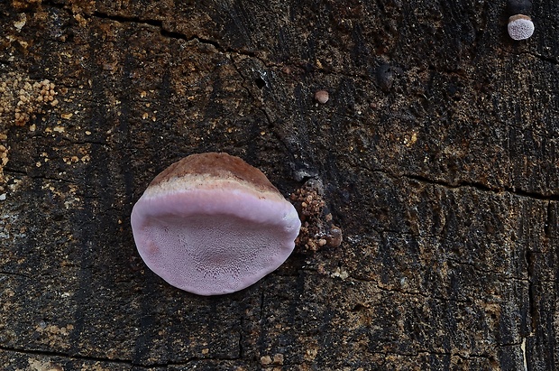 práchnovček ružový Rhodofomes roseus (Alb. & Schwein.) Kotl. & Pouzar