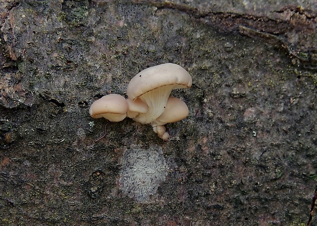 hliva buková Pleurotus pulmonarius (Fr.) Quél.