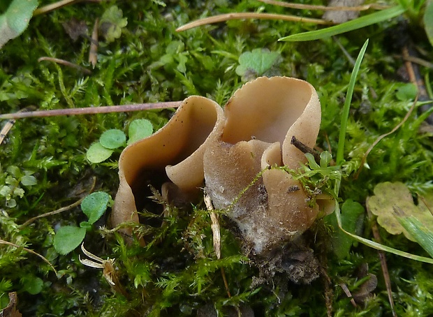 uško kožovitožlté Otidea alutacea  (Pers.) Massee