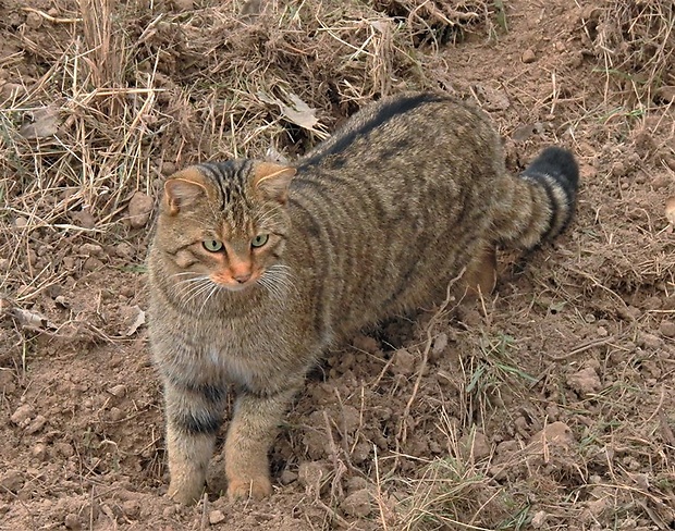 mačka diva Felis silvestris
