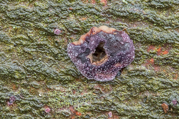 pevníkovec purpurový Chondrostereum cf. purpureum (Pers.) Pouzar