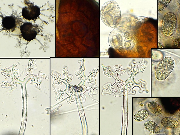 drobnomúčka dubová Microsphaera alphitoides Griffon & Maubl.