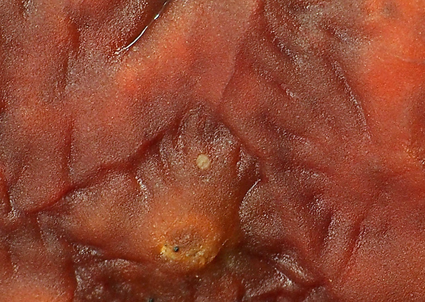 cytídia vŕbová Cytidia salicina (Fr.) Burt